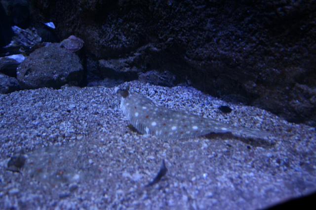 Blijdorp 016 800x533