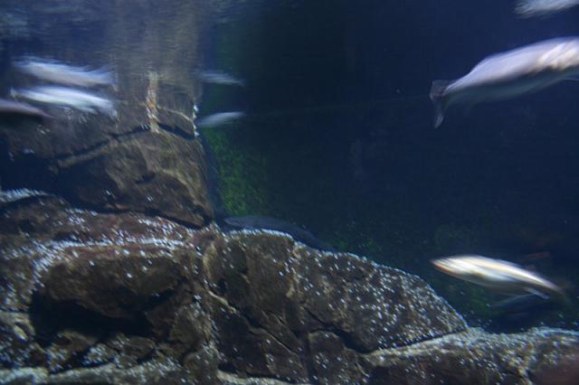 Blijdorp 019 800x533