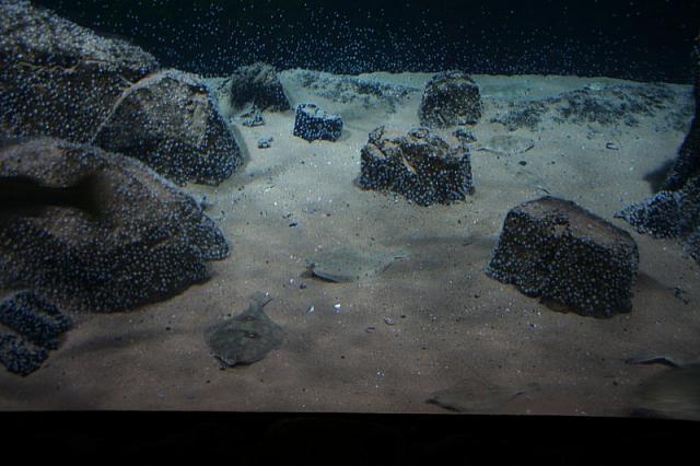 Blijdorp 020 800x533