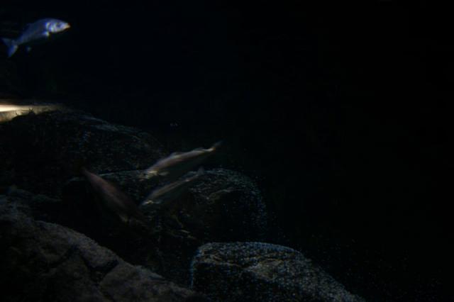 Blijdorp 021 800x533