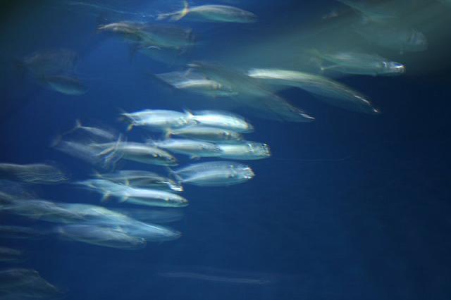 Blijdorp 023 800x533