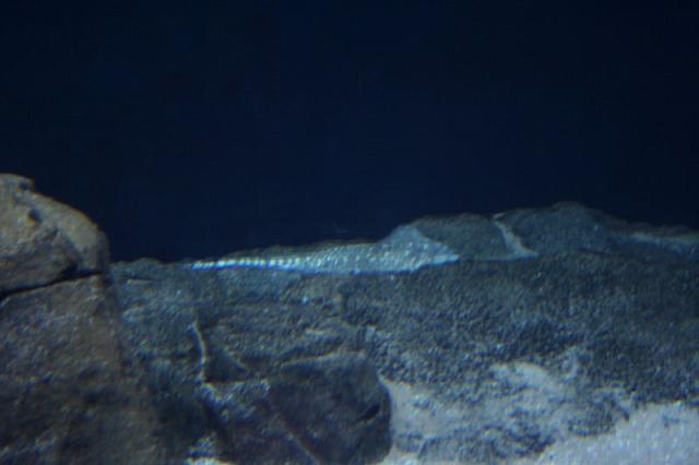 Blijdorp 024 800x533