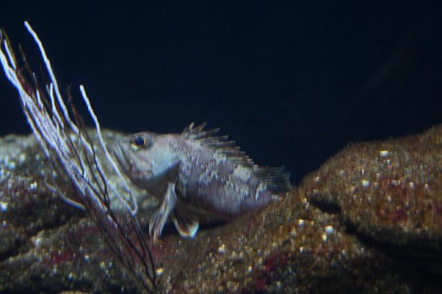 Blijdorp 025 800x533