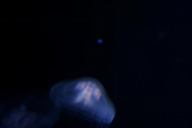 Blijdorp 027 800x533