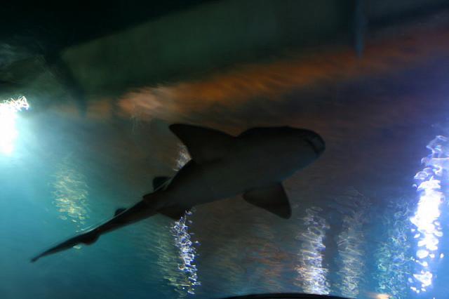 Blijdorp 030 800x533