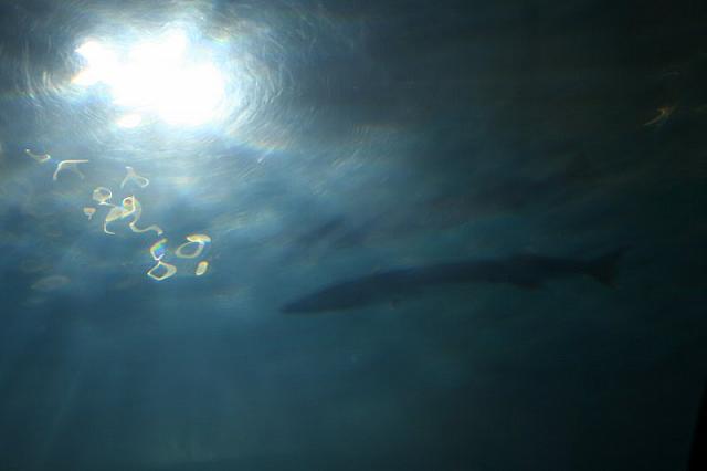 Blijdorp 032 800x533