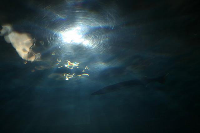 Blijdorp 033 800x533