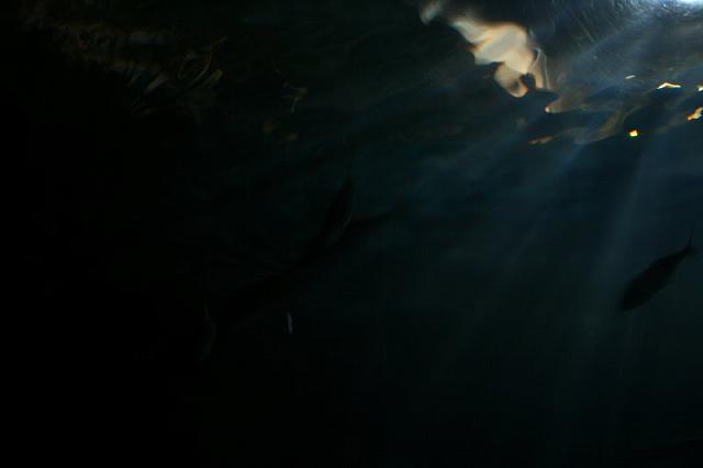 Blijdorp 035 800x533