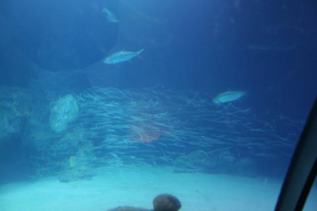 Blijdorp 037 800x533