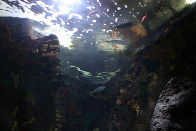 Blijdorp 045 800x533