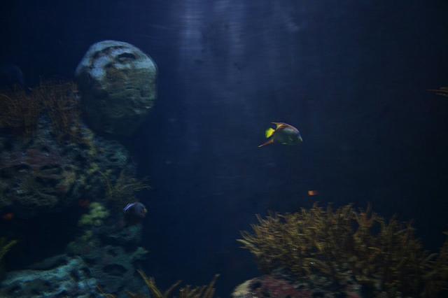 Blijdorp 048 800x533