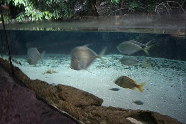 Blijdorp 056 800x533