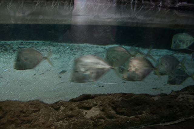 Blijdorp 057 800x533