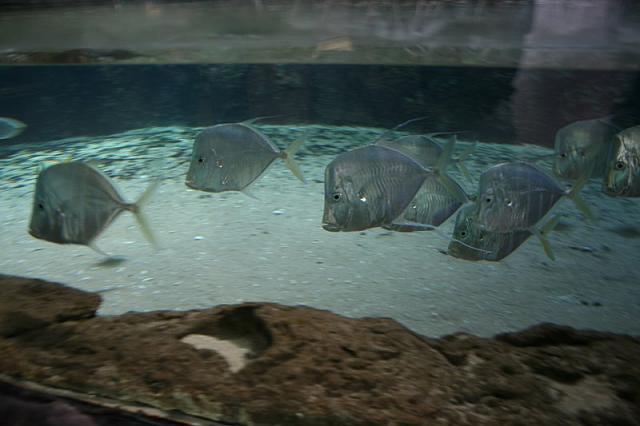 Blijdorp 058 800x533