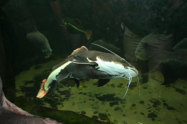 Blijdorp 066 800x533
