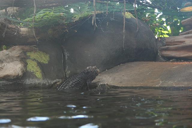 Blijdorp 070 800x533