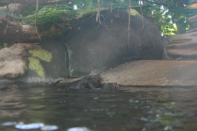 Blijdorp 071 800x533