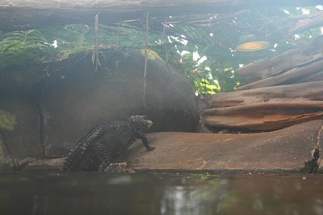 Blijdorp 072 800x533