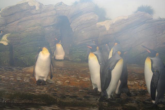 Blijdorp 077 800x533