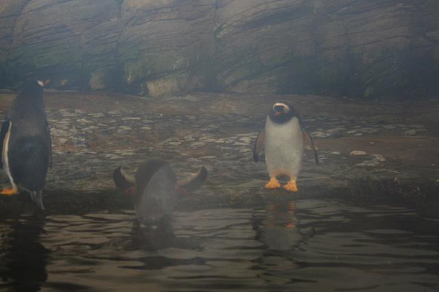 Blijdorp 078 800x533