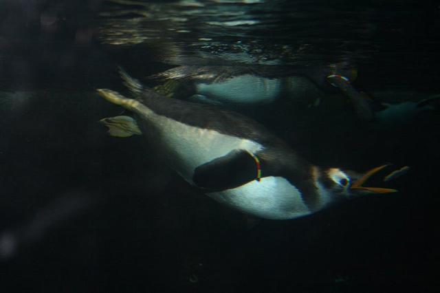 Blijdorp 081 800x533