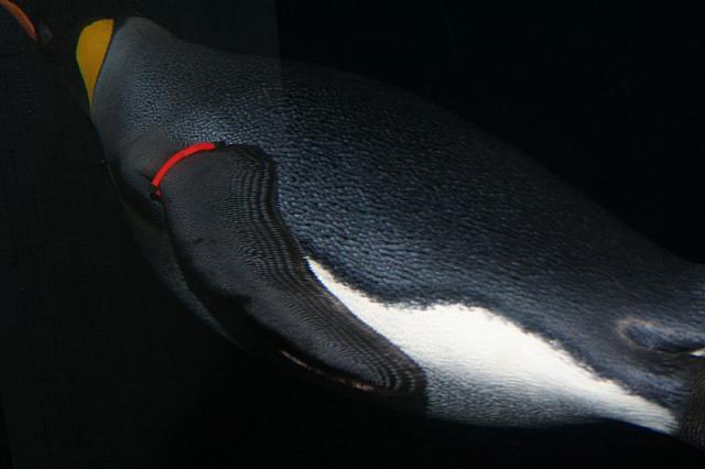 Blijdorp 083 800x533