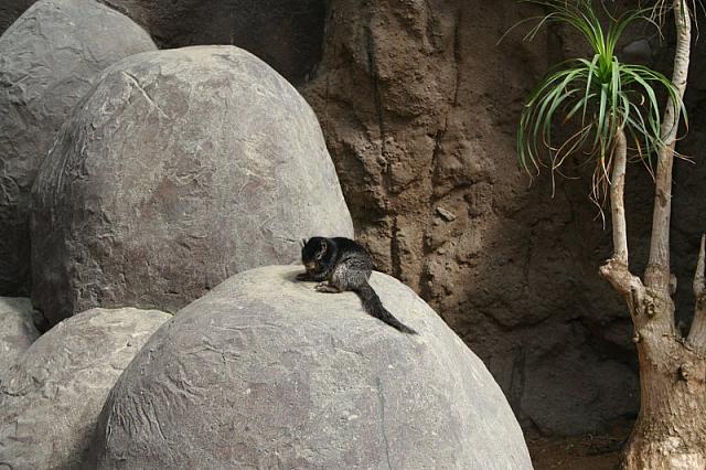 Blijdorp 085 800x533