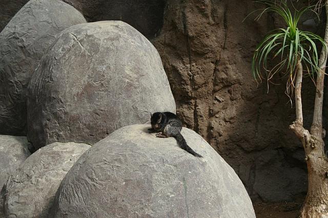 Blijdorp 087 800x533
