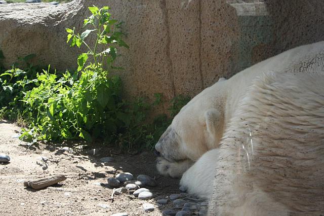 Blijdorp 100 800x533