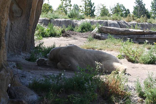 Blijdorp 101 800x533