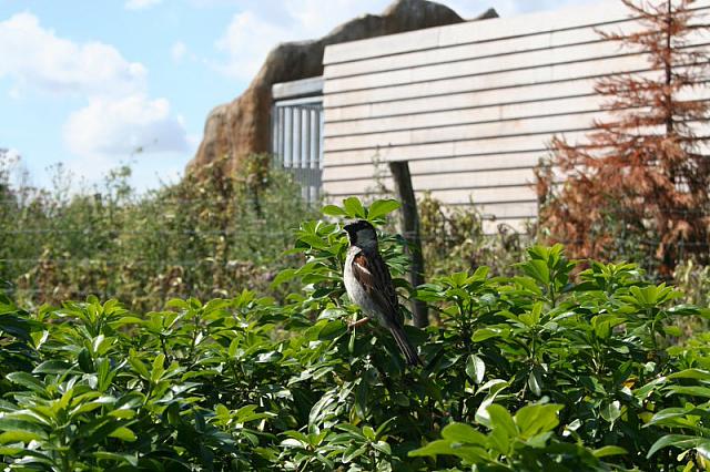 Blijdorp 110 800x533