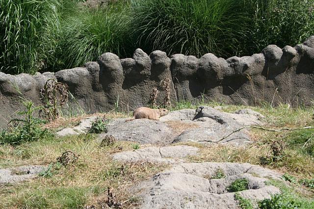 Blijdorp 111 800x533