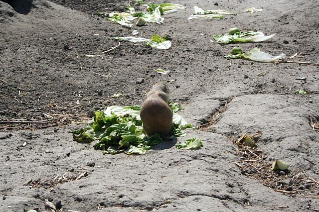 Blijdorp 112 800x533