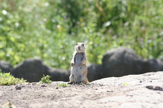 Blijdorp 118 800x533