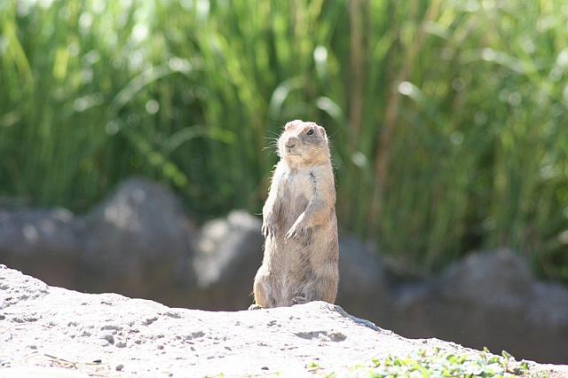 Blijdorp 119 800x533