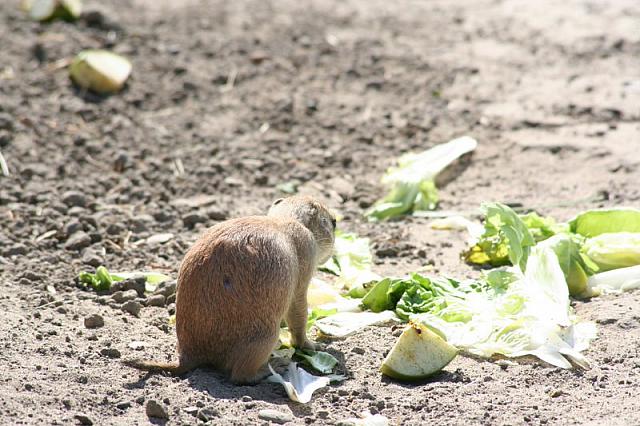 Blijdorp 121 800x533