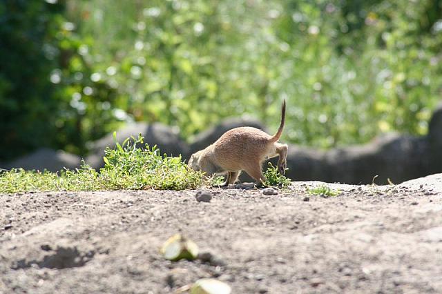 Blijdorp 122 800x533