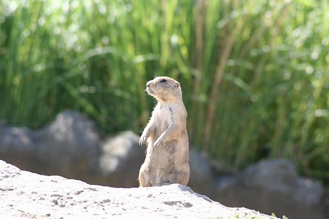 Blijdorp 125 800x533