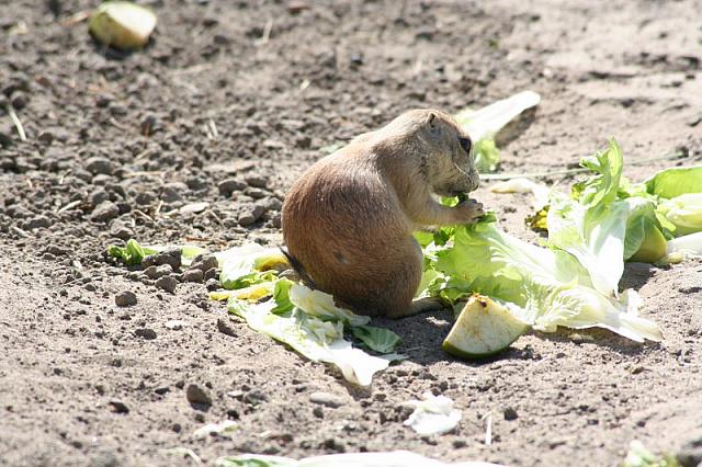 Blijdorp 126 800x533