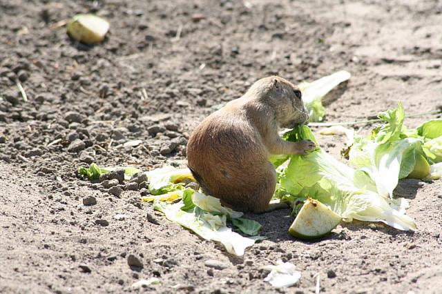 Blijdorp 127 800x533