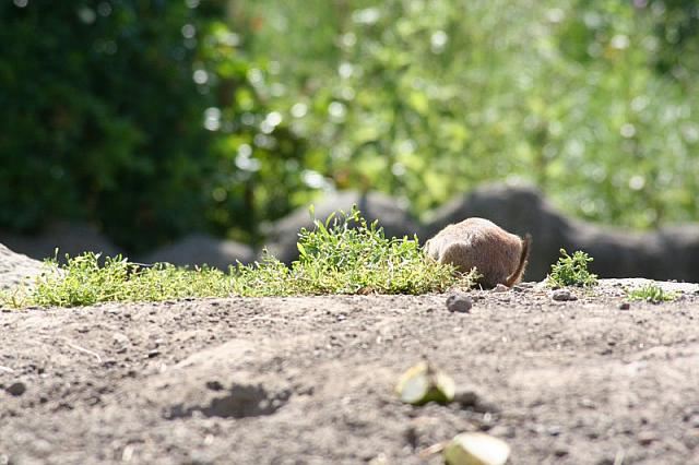 Blijdorp 129 800x533