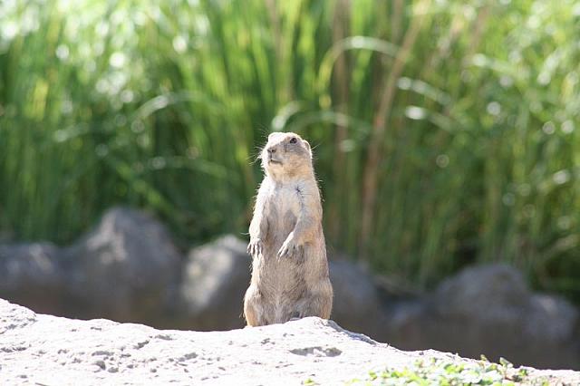 Blijdorp 131 800x533
