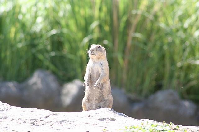 Blijdorp 132 800x533