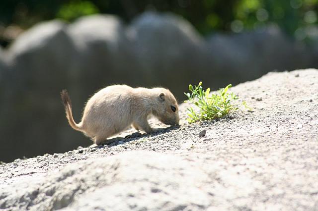 Blijdorp 137 800x533