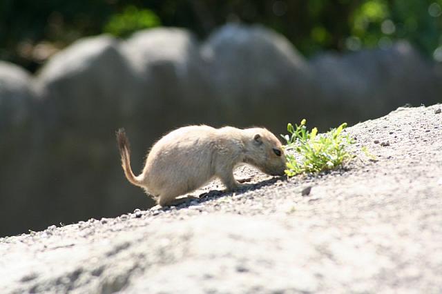 Blijdorp 138 800x533