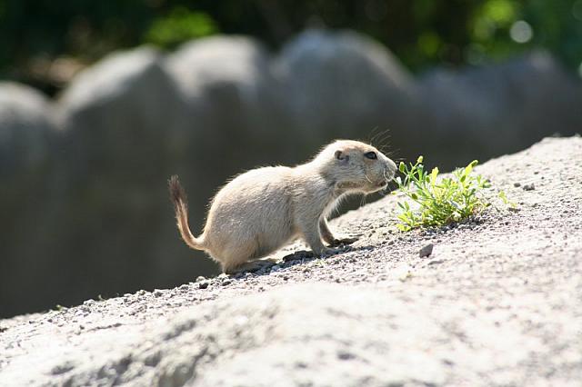 Blijdorp 142 800x533