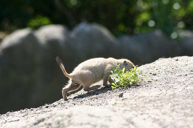 Blijdorp 143 800x533