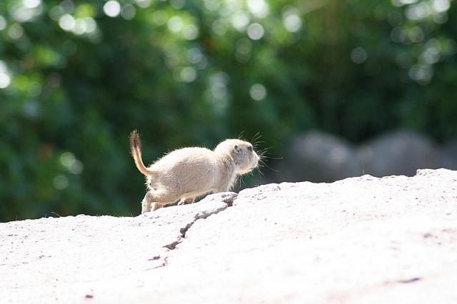 Blijdorp 146 800x533