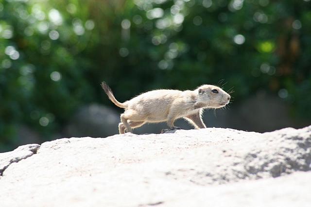 Blijdorp 147 800x533