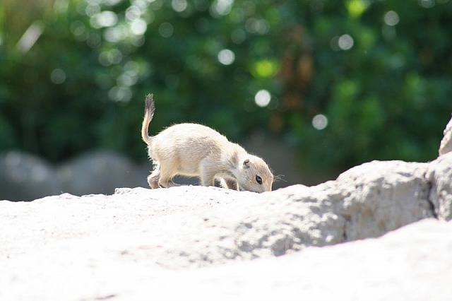 Blijdorp 148 800x533